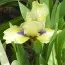 Ирис Pumila Sarah Taylor фото