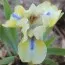 Ирис Pumila Sarah Taylor фото