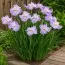 Ирис Siberica Dawn Waltz фото