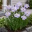 Ирис Siberica Dawn Waltz фото