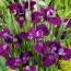 Ирис Sibirica Hubbard фото