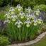 Ирис Sibirica Tipped in Blue фото