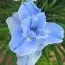 Ирис Siberica Dear Delight фото