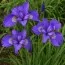 Ирис Sibirica Mabel Coday фото