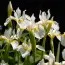 Ирис Siberica Snow Queen фото