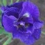 Ирис Sibirica Kabluey фото