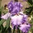 Ирис Silk Romance фото