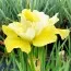 Ирис Sibirica Summer Revels фото