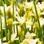 Ирис Sibirica Summer Revels фото