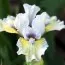Ирис Pumila Tanats Ofalii фото