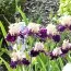 Ирис Viking Dancer фото