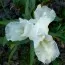 Ирис Pumila White Gem фото