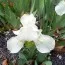 Ирис Pumila White Gem фото