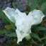 Ирис Pumila White Gem фото