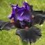 Ирис Wild Wings фото