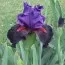 Ирис Wild Wings фото