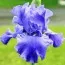 Ирис Yaquina Blue фото