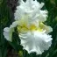 Ирис Devonshire Cream фото