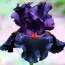 Ирис Dracula's Kiss фото