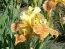 Ирис Golden Muffin фото