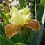Ирис Golden Muffin фото