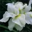 Ирис Siberica Harpswell Happiness фото