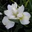 Ирис Siberica Harpswell Happiness фото