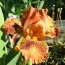 Ирис Pumila Rudko Konopaty фото