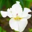Ирис Siberica Not Quite White фото