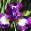 Ирис Siberica Currier фото