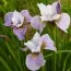 Ирис Sibirica Pleasures Of May фото