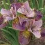 Ирис Siberica Unbuttoned Zippers фото