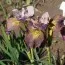 Ирис Siberica Unbuttoned Zippers фото