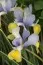 Ирис Hollandica Oriental Beauty фото