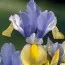 Ирис Hollandica Oriental Beauty фото