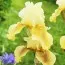 Ирис Bayberry Candle фото