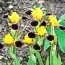 Ирис Bumblebee Deelite фото