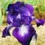 Ирис Exotic Star фото