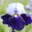 Ирис Night Edition фото