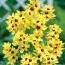Иксия Yellow Emperor фото