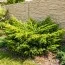 Можжевельник Plumosa Aurea фото