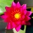 Кувшинка James Brydon фото