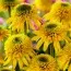 Эхинацея Eccentric Yellow фото