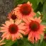 Эхинацея Prairie Blaze Orange Sunset фото