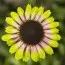 Эхинацея Prairie Blaze Vintage Lime фото