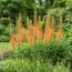 Эремурус Cleopatra Orange фото