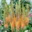 Эремурус Cleopatra Orange фото