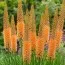 Эремурус Cleopatra Orange фото