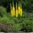 Эремурус Cleopatra Yellow фото
