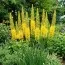 Эремурус Cleopatra Yellow фото